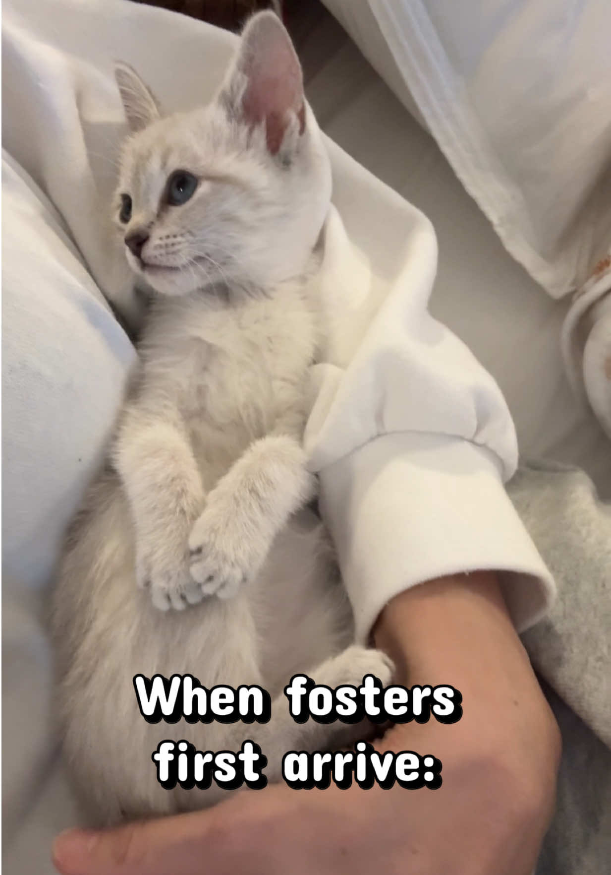 @Frankies_Fosters