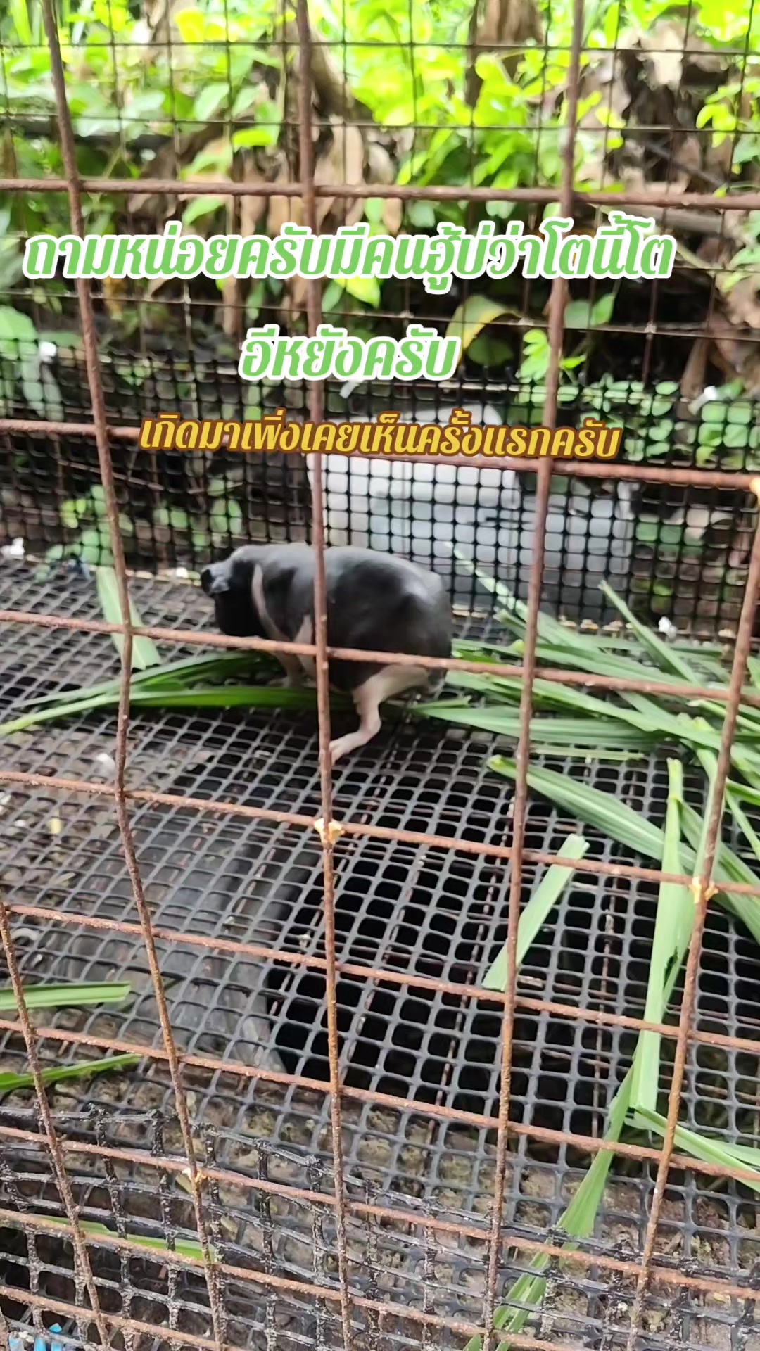 @วัยรุ่นหลังคาเหล็ก👨👩👧👧