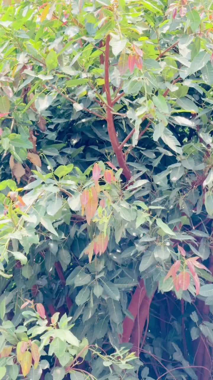 @Rana Talha