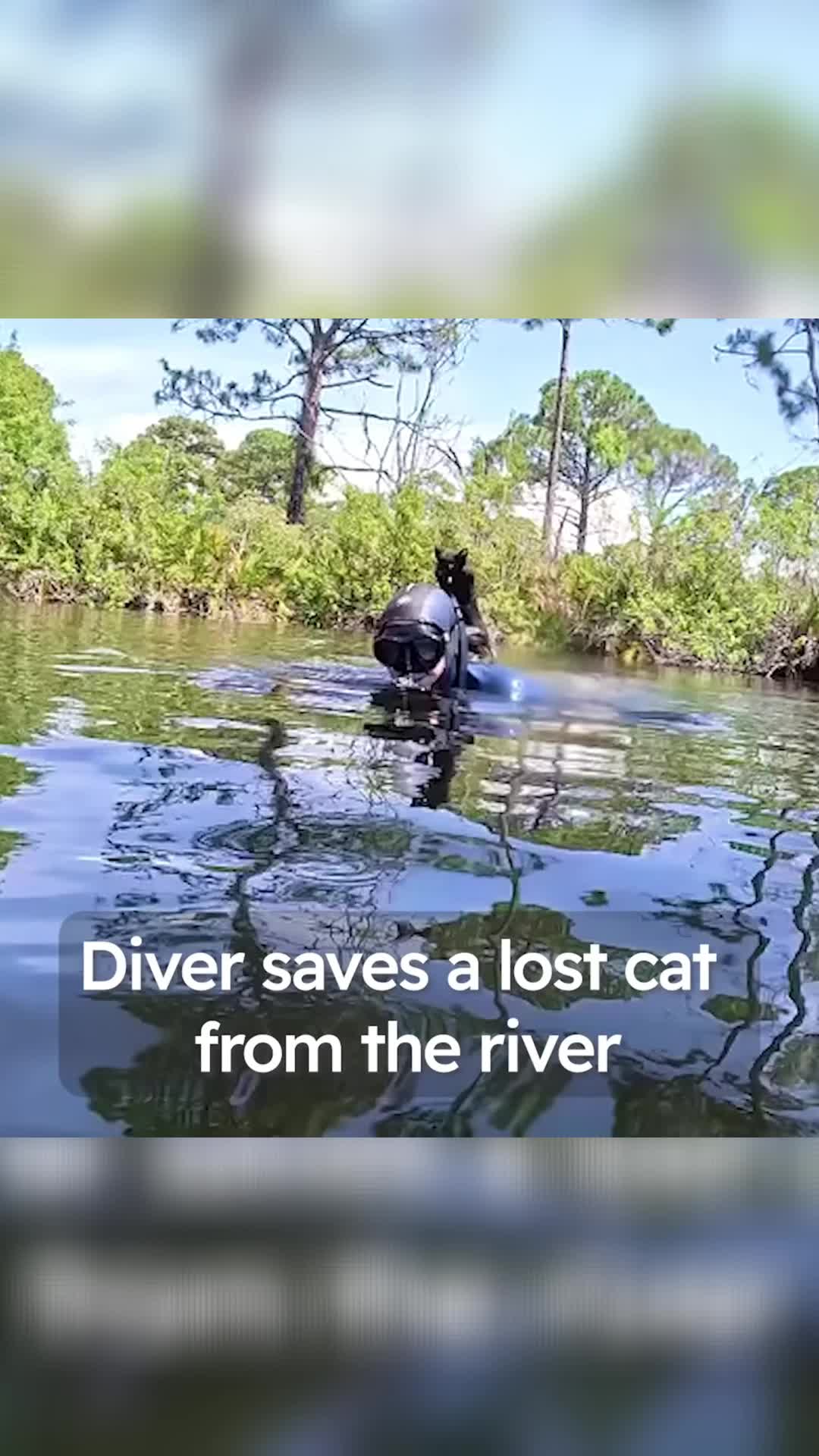 @Animals Stories