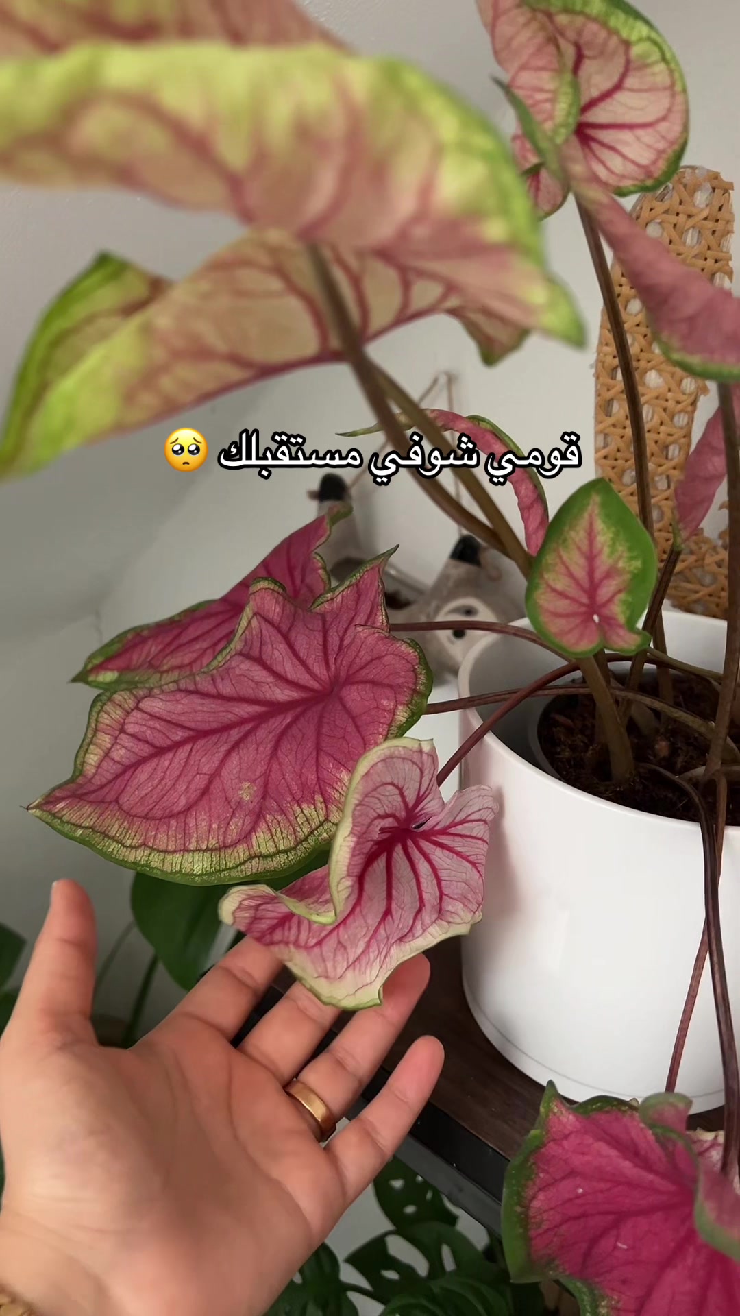 @|١٤١٤ه الَبتُــــــــــولْ