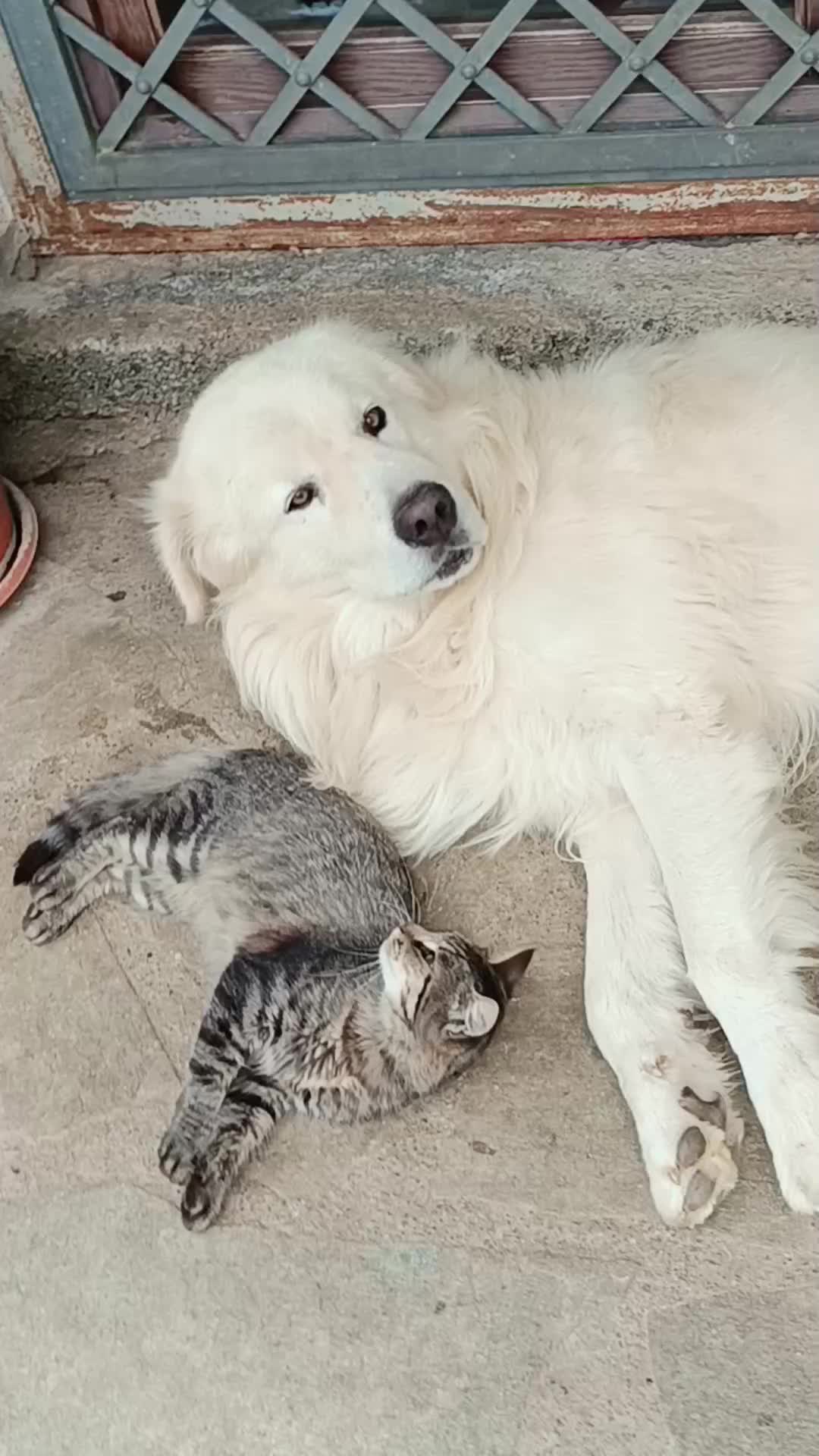 @❥❥&nbsp;т&sigma;т&ograve;& вєℓє&eta; ❥❥