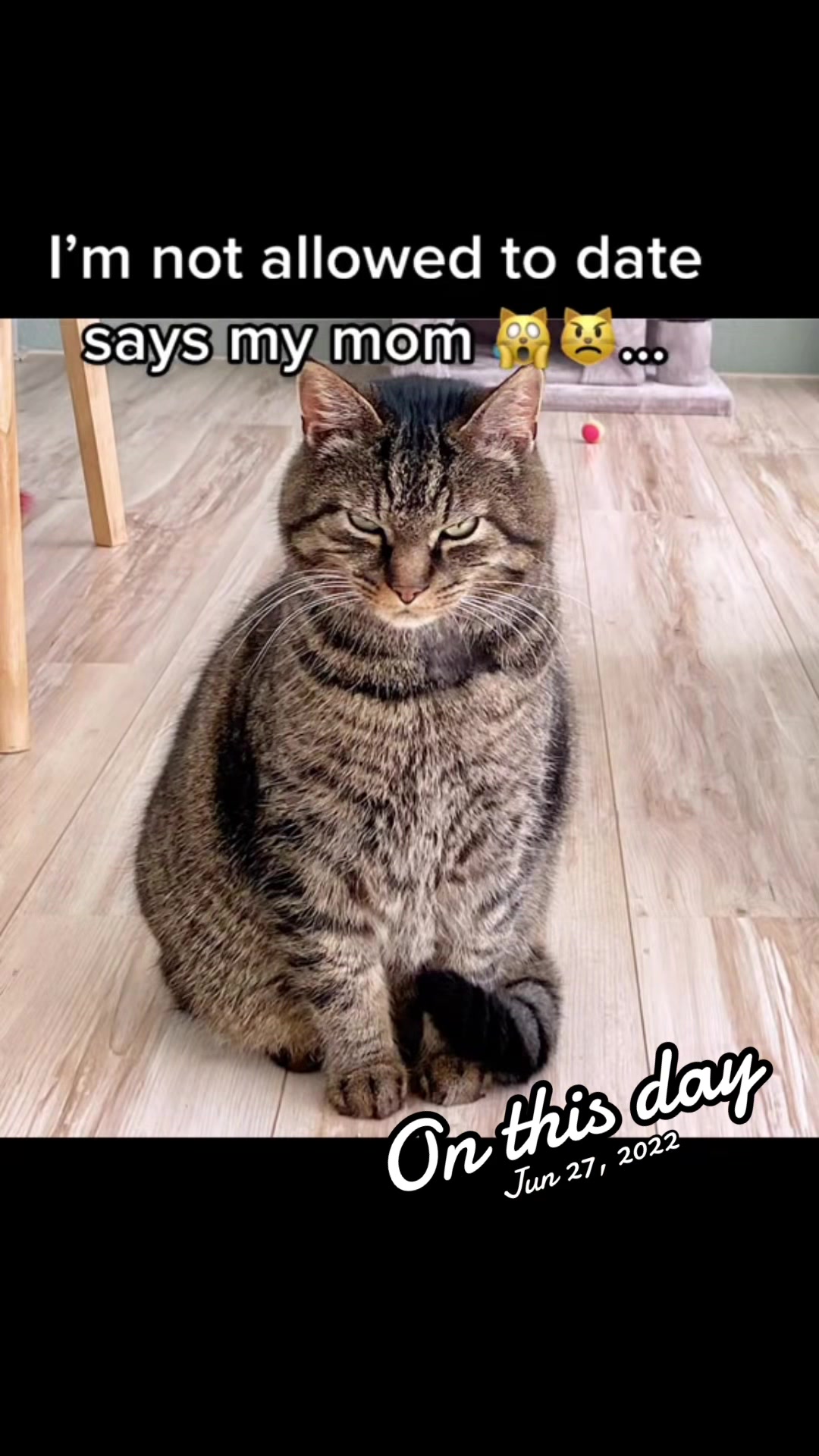 @Joep_the_ rescuecat