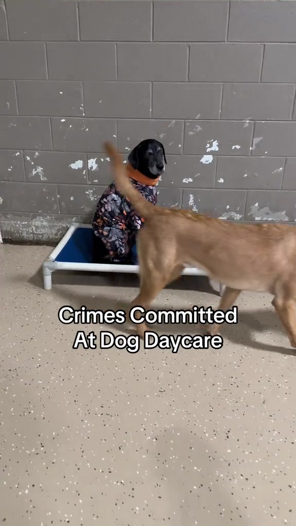 @Canine College