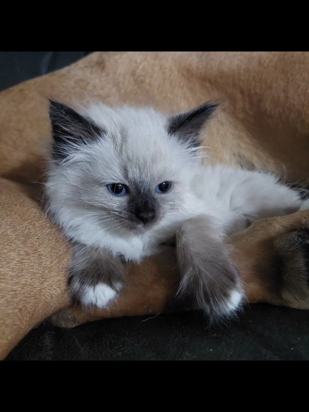 @xCatPolicex