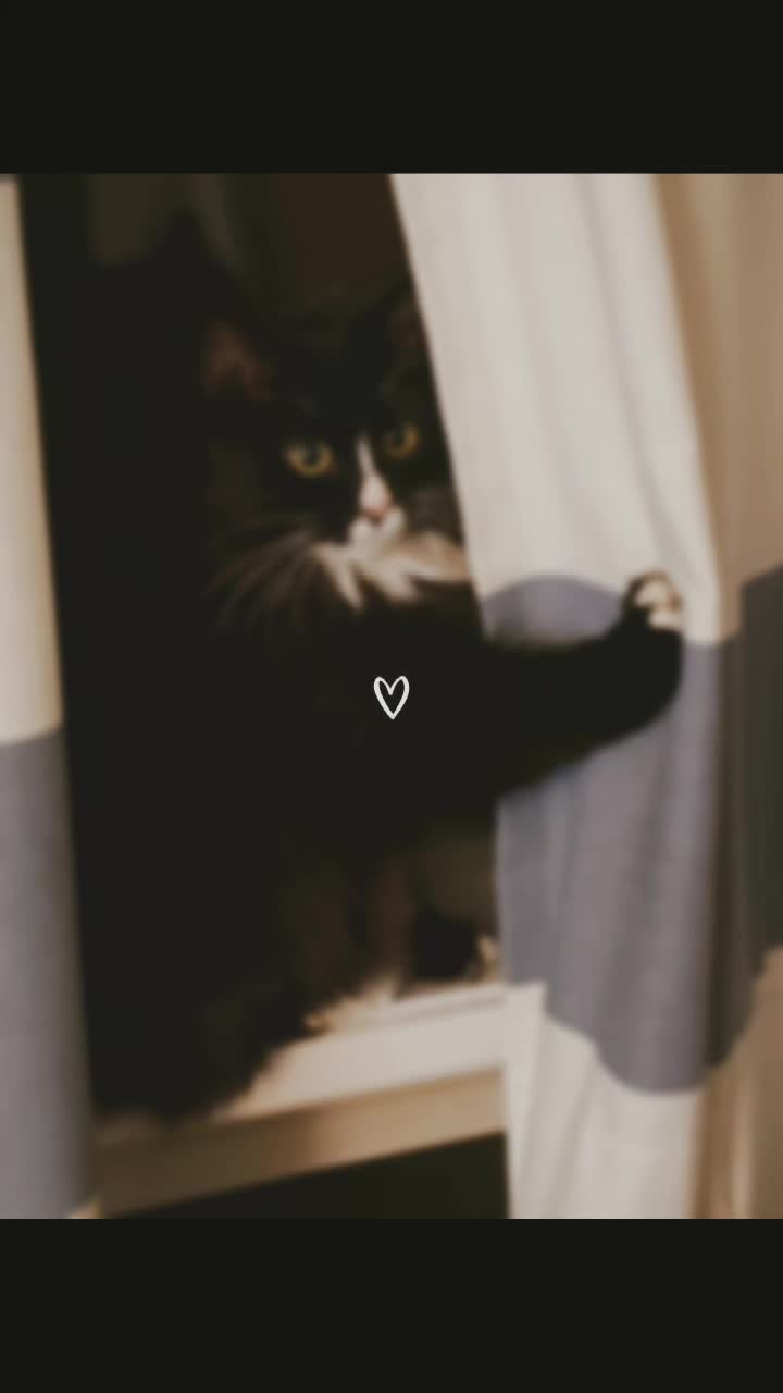 @AtticaTheTuxedoCat