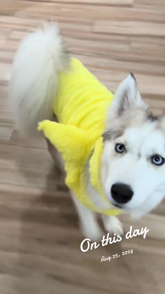 @lifewith2huskies