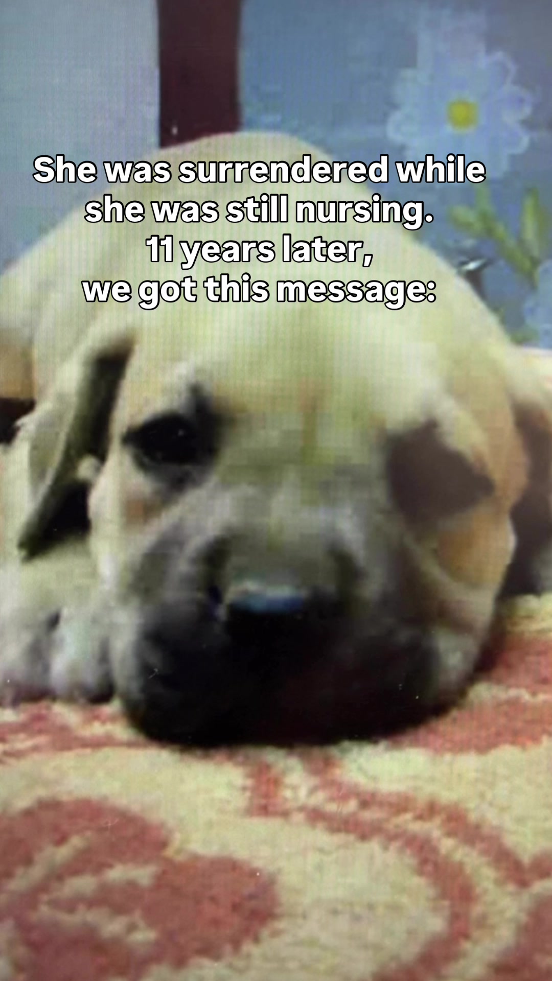 @Foursleepingdogs