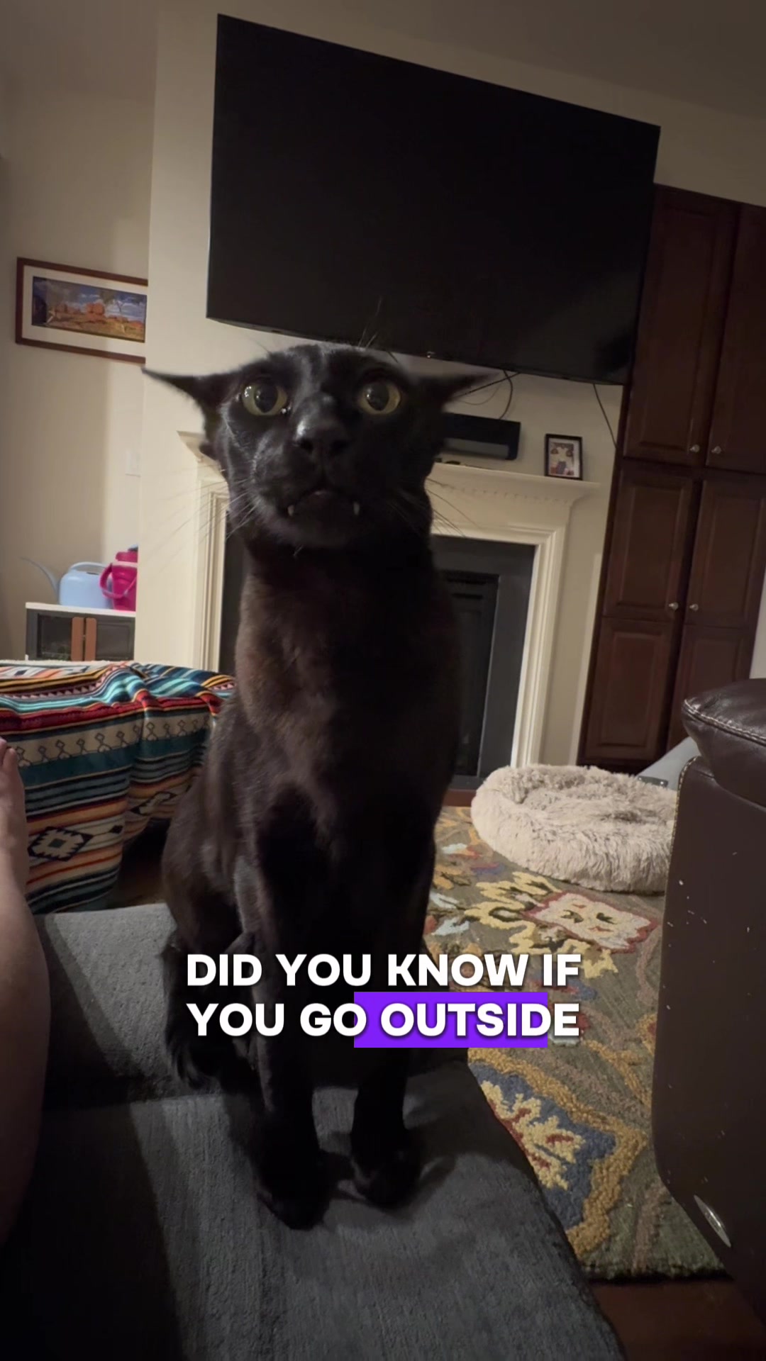 @hobbikats