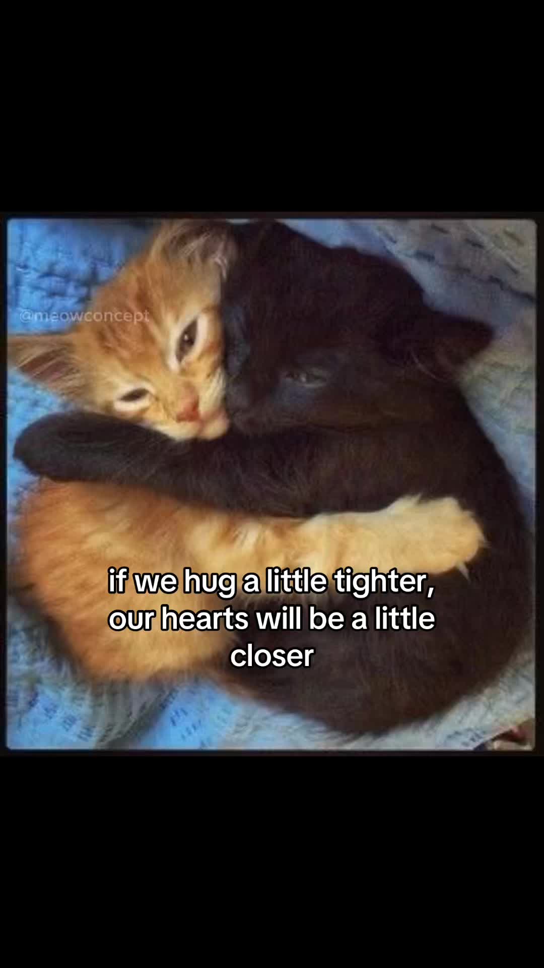 @meowconcept