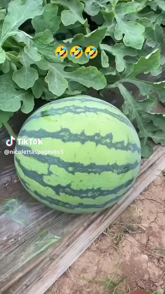 @assu1970