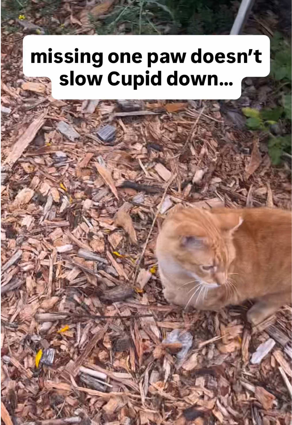 @Sunny☀️ @VeganSunny on YouTube