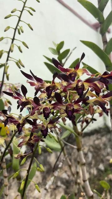 @Anarda Orchids