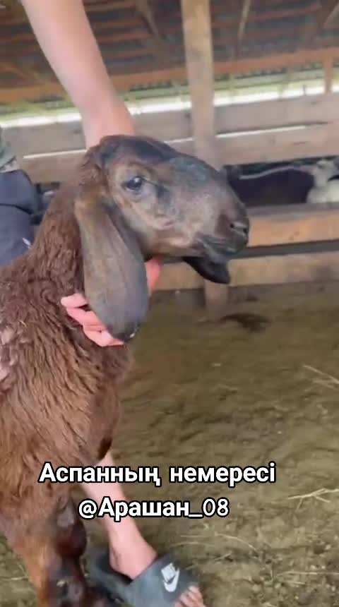 @Гани