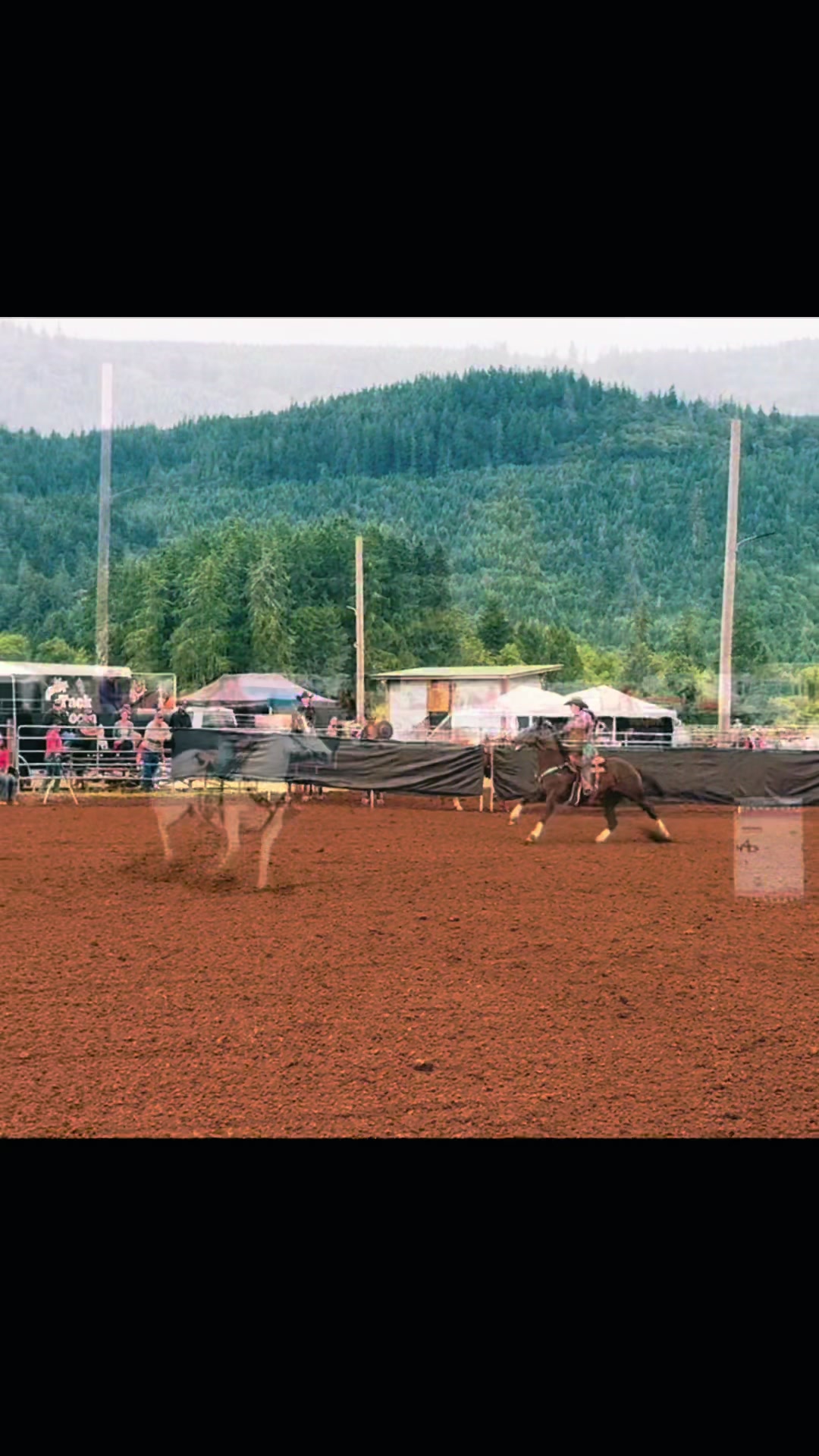 @TF Performance Horses