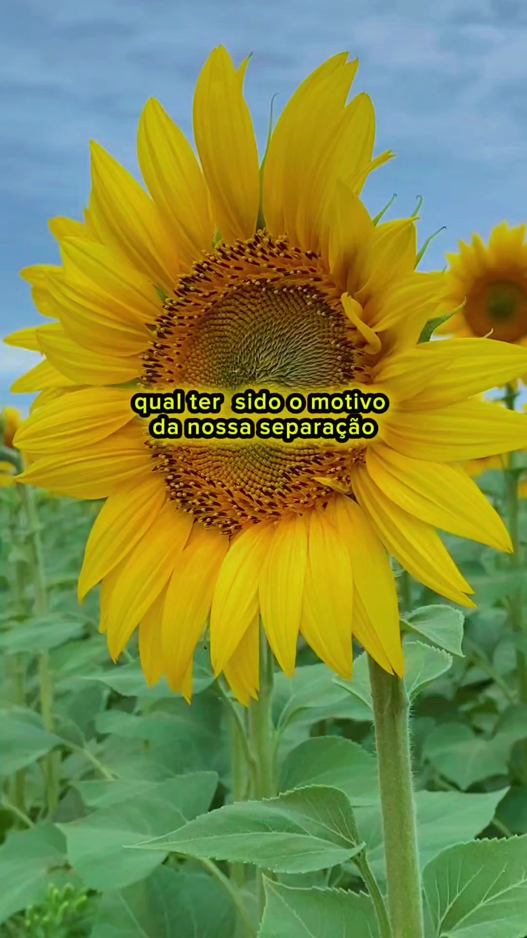 @só modão