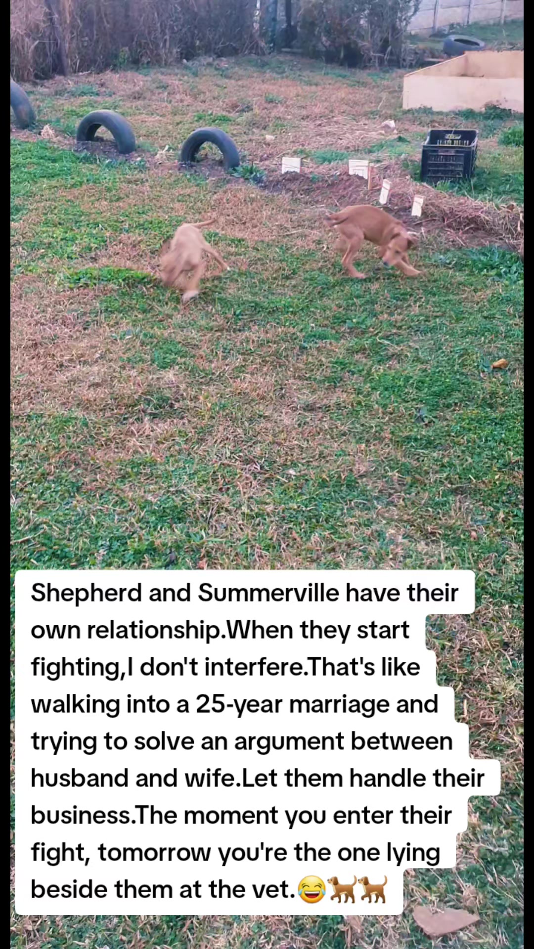 @LifeWithSummerAndShepherd
