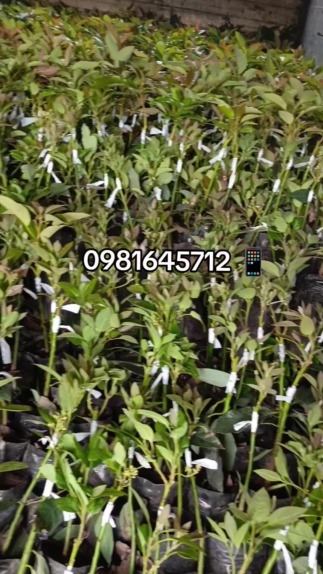 @Germi Plantas 🌱