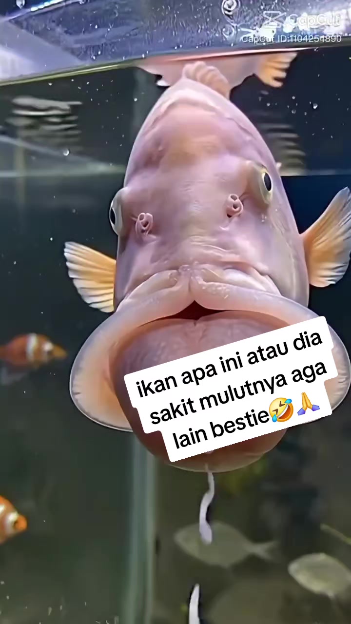 @Asse Sempuh