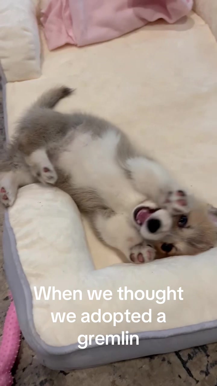 @LoLaw11