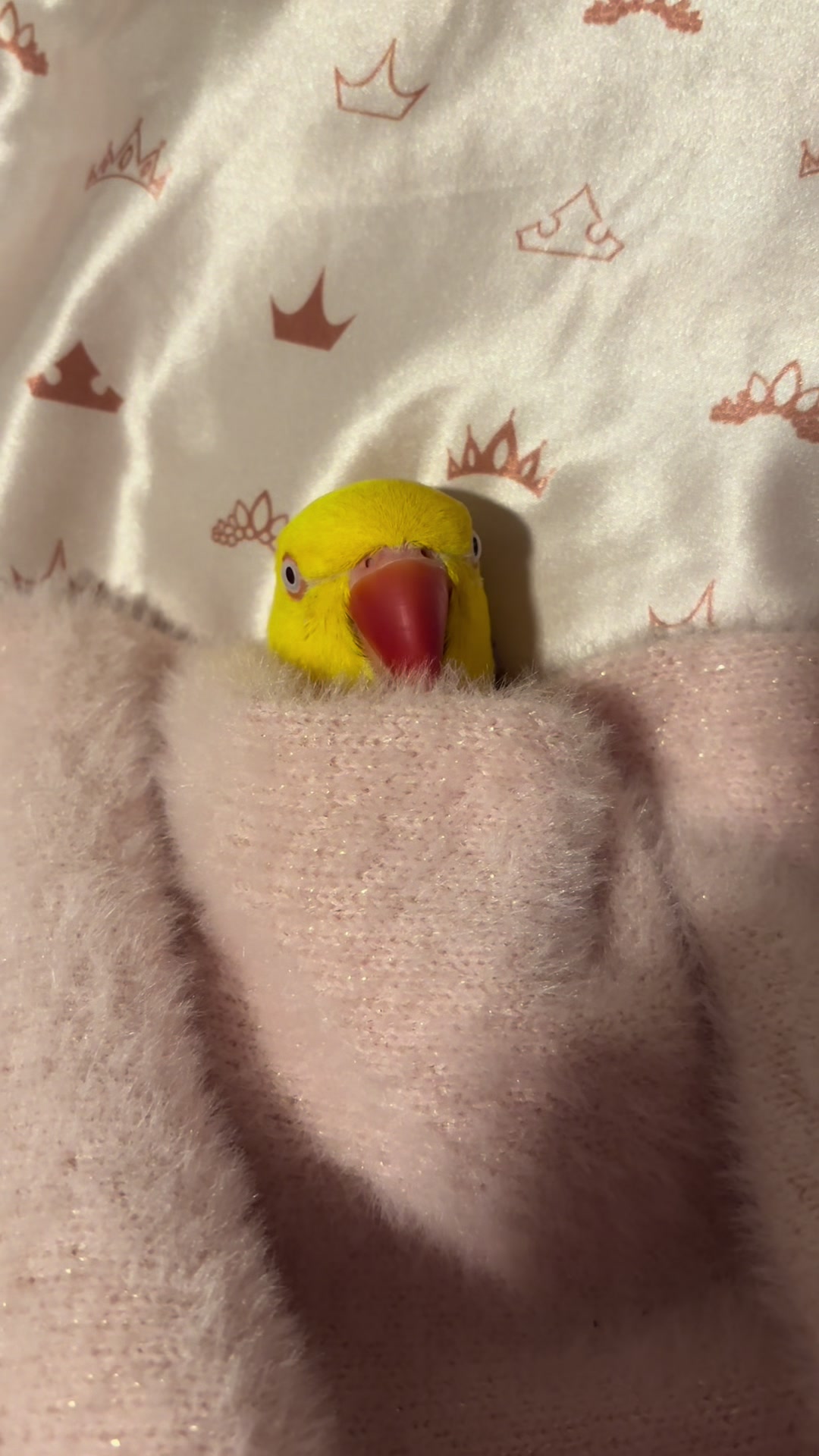 @TWINKIE 🐥