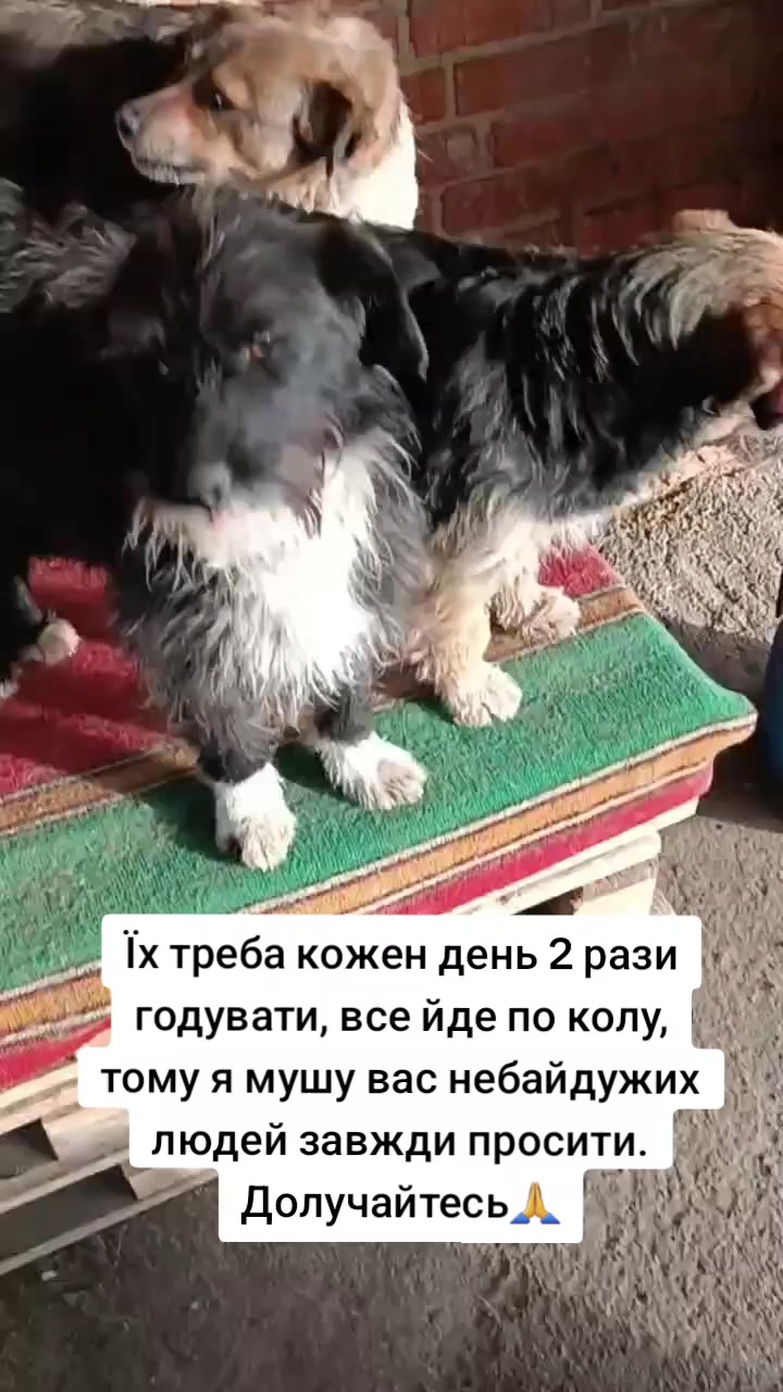 @tvarinkidobra