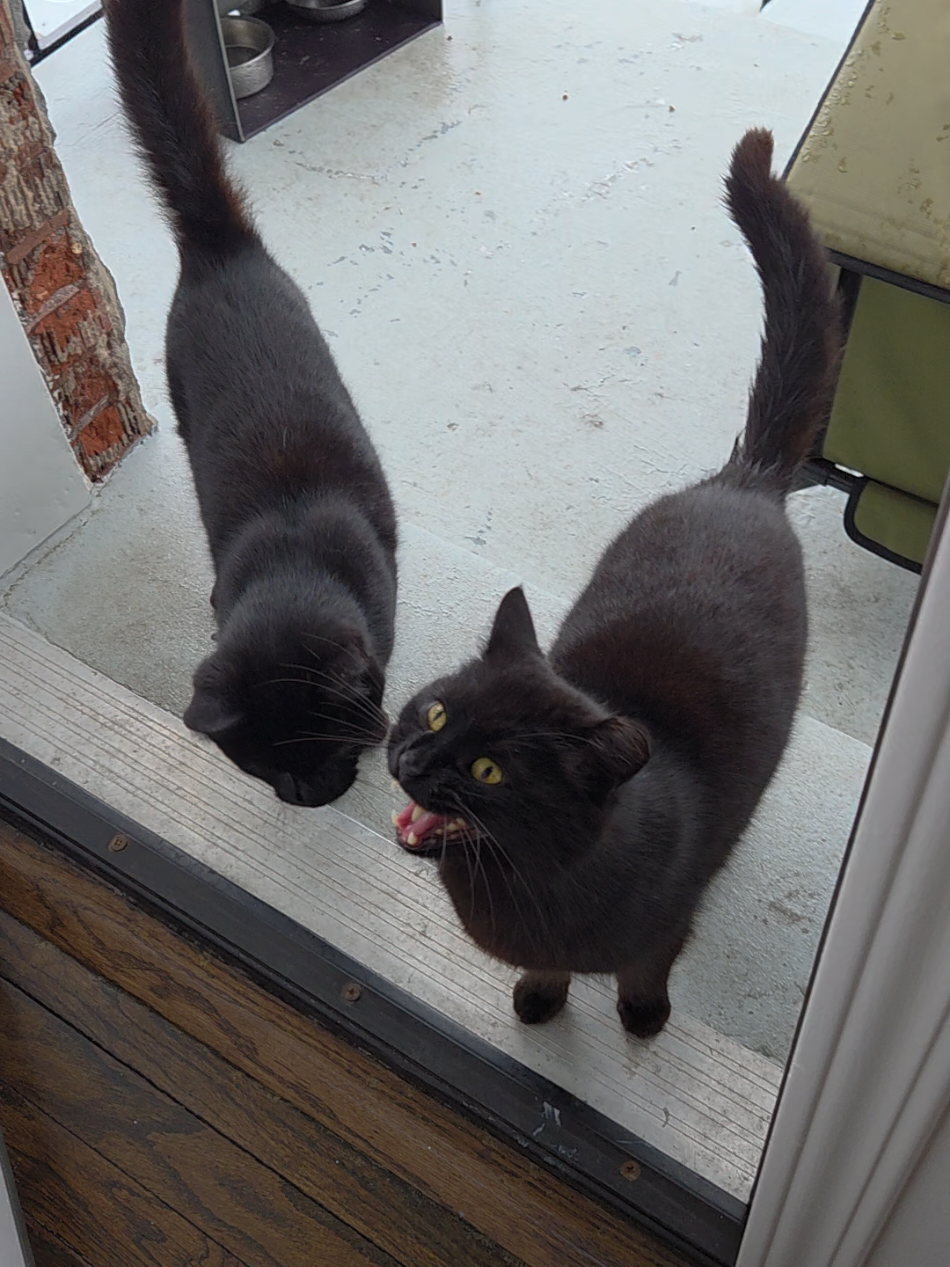 @Jelly's Feline Friends