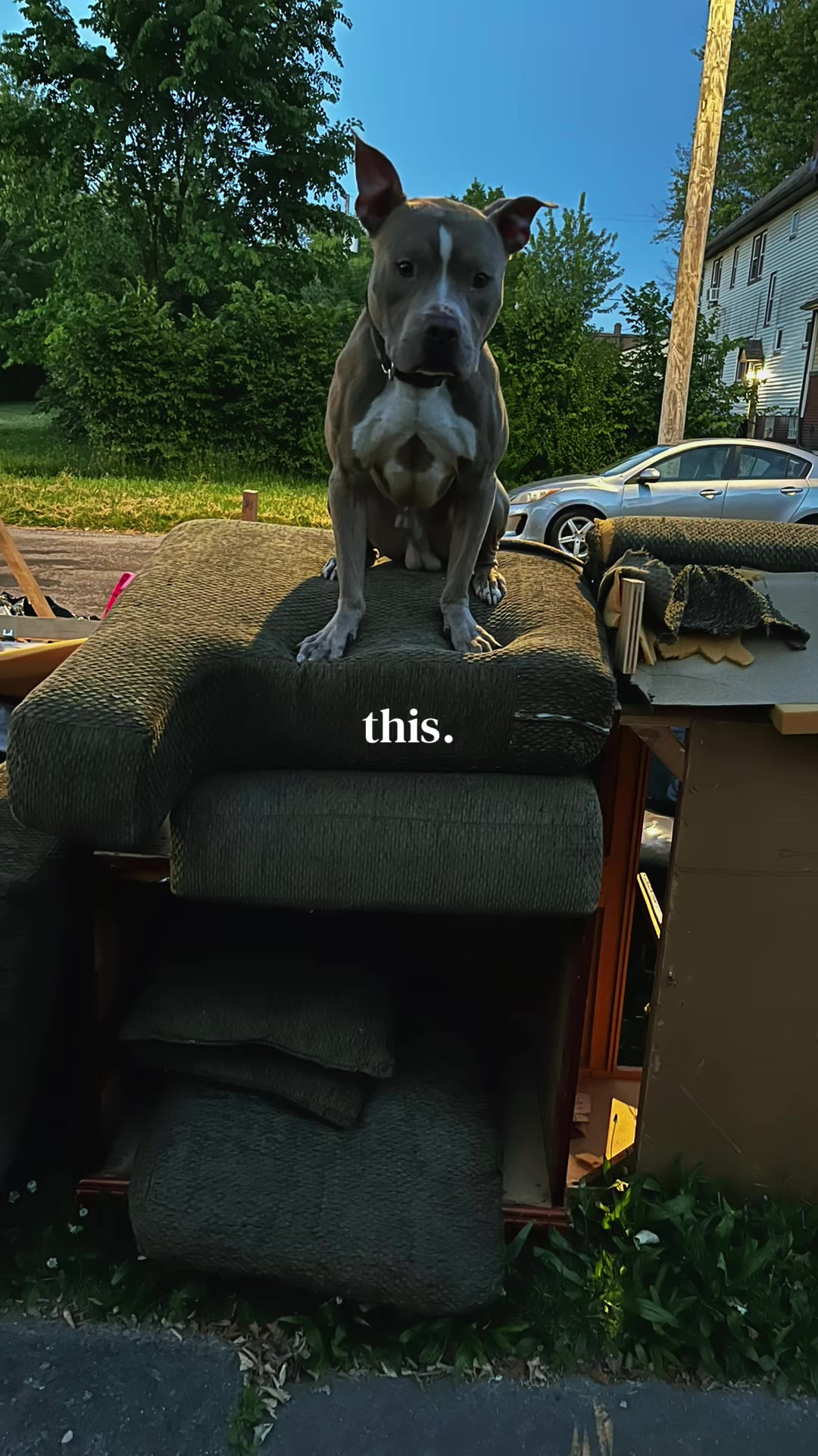 @Jay TheDog Trainer