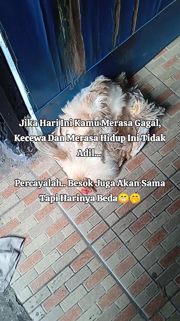 @Bang F Al Batawi