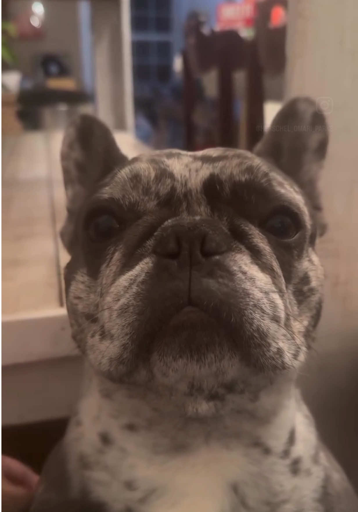 @Fly Lil Frenchie From OKC