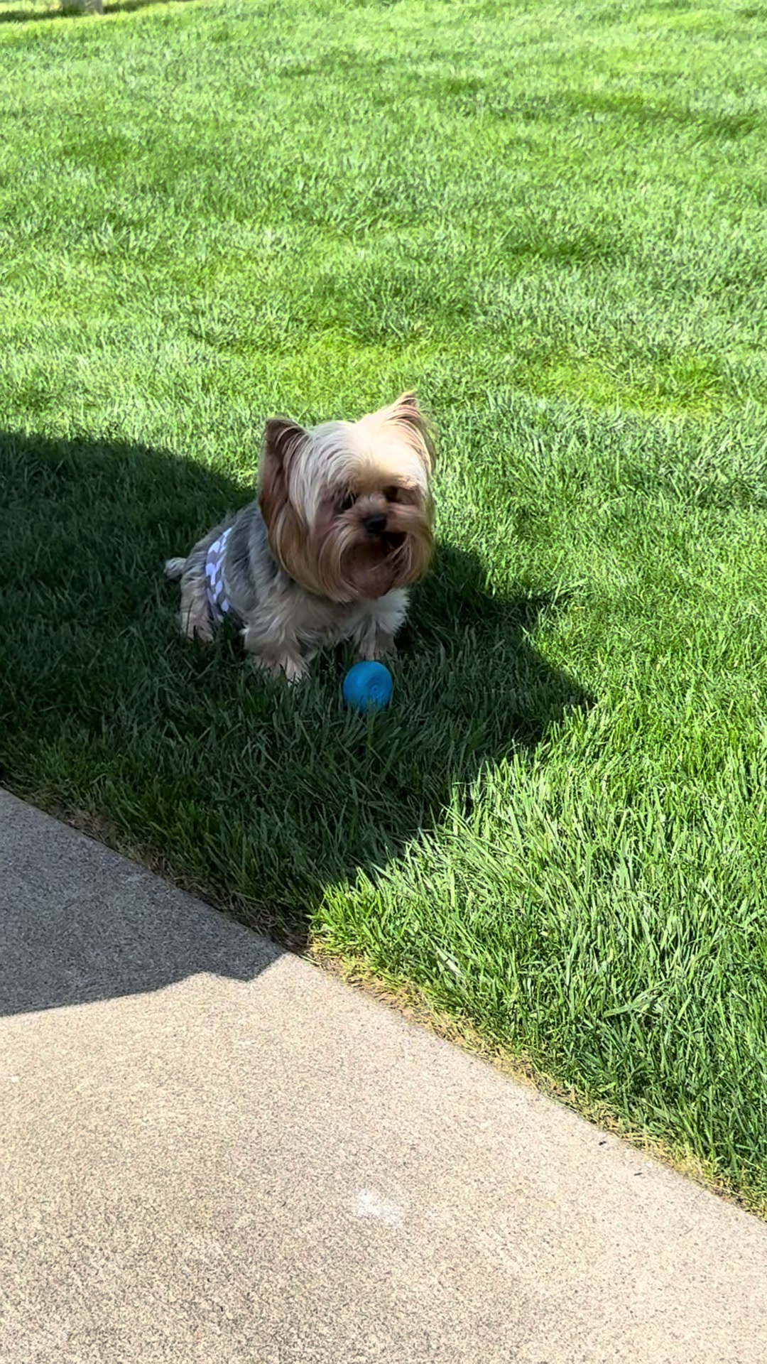 @Kimbrays Yorkies