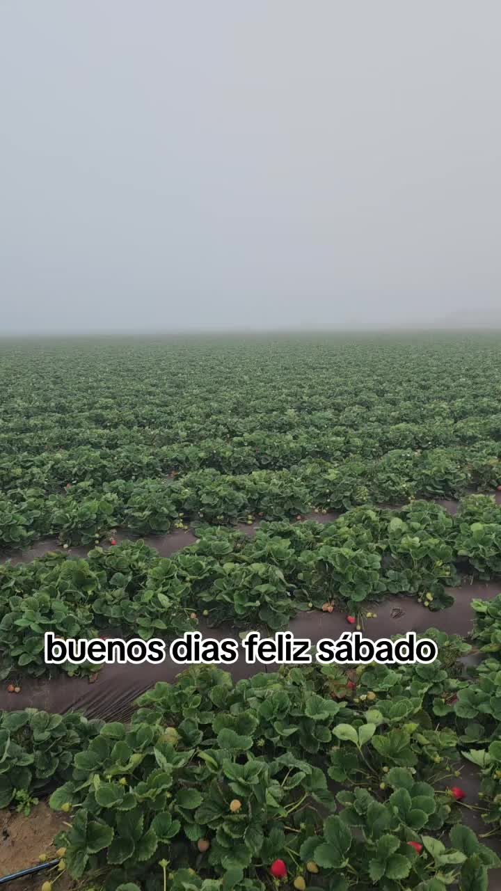 @🇲🇽🐦&zwj;⬛🪺VASQUEZ🚚🌪💎