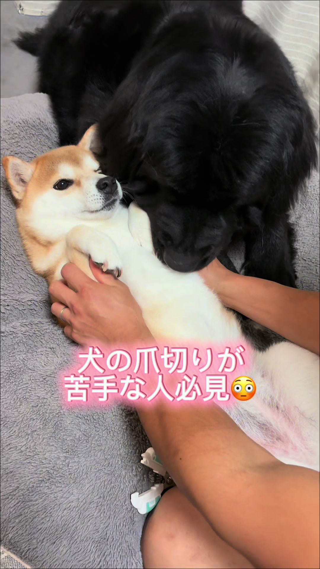 @ムックパパ🔶🐾