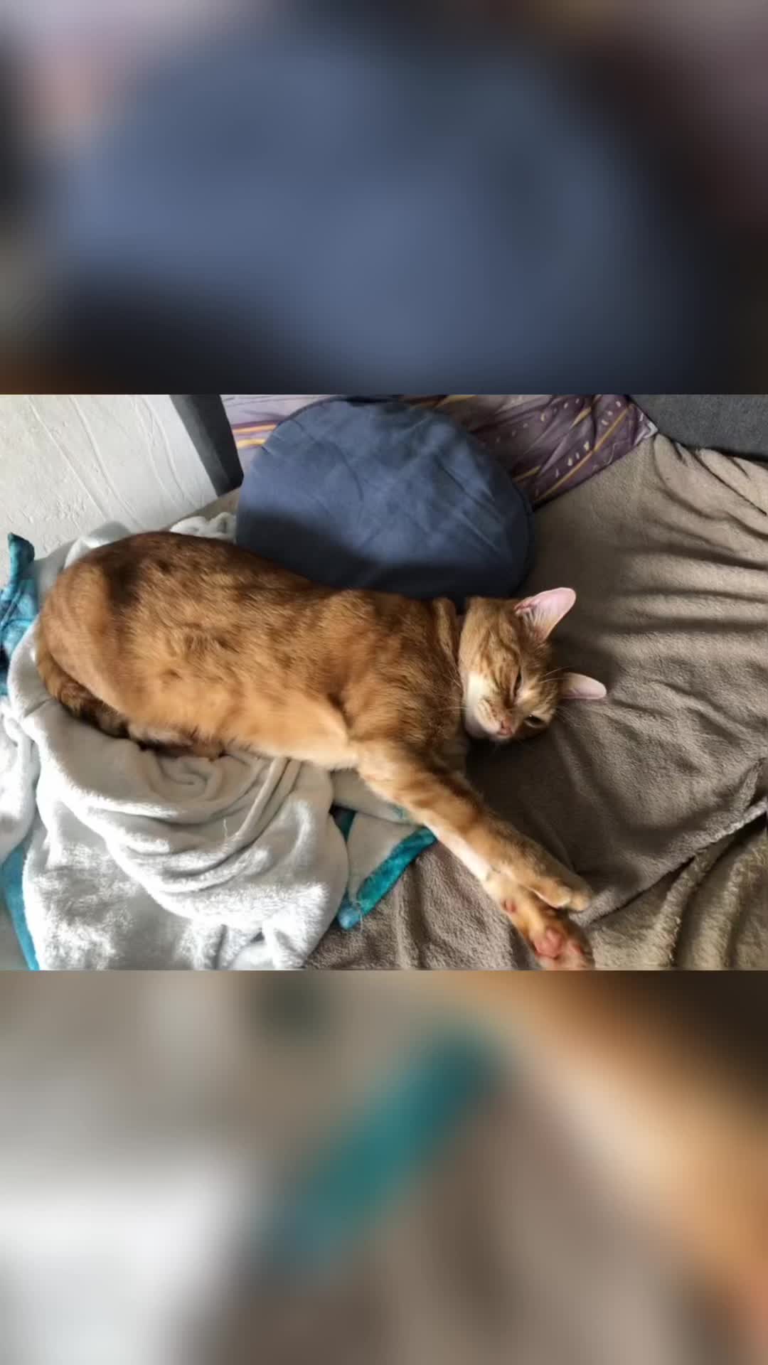 @Cat💙