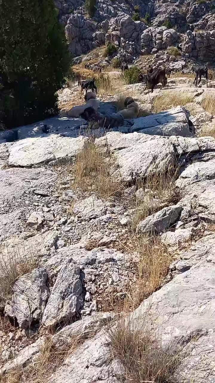 @Toroslarda Bir Çoban