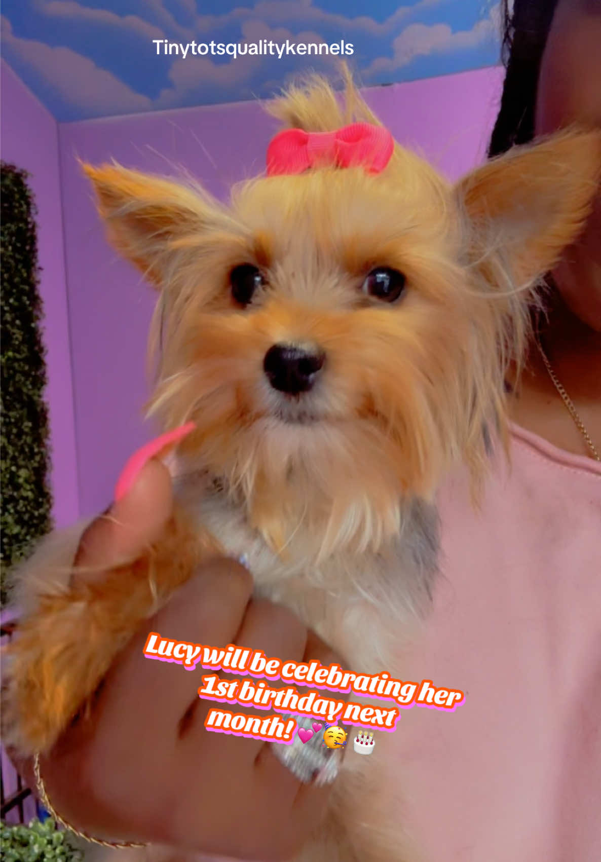 @Dog Lady