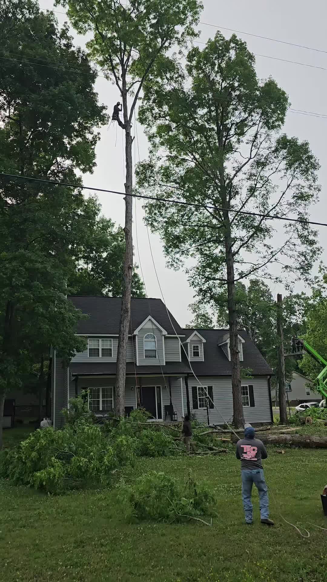 @TLC TREE CHAD