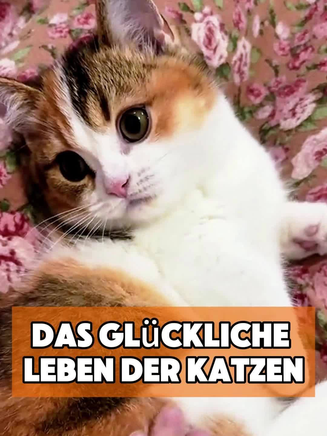 @toto_tier