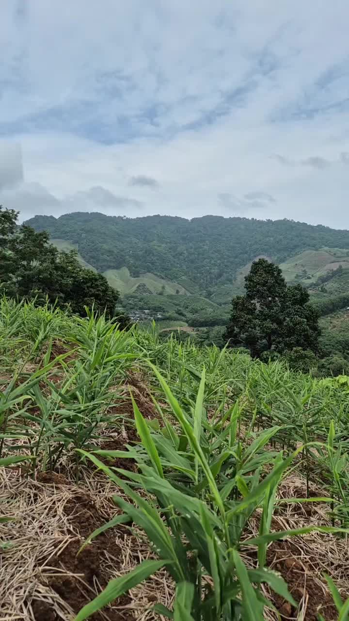 @Phanitphorn