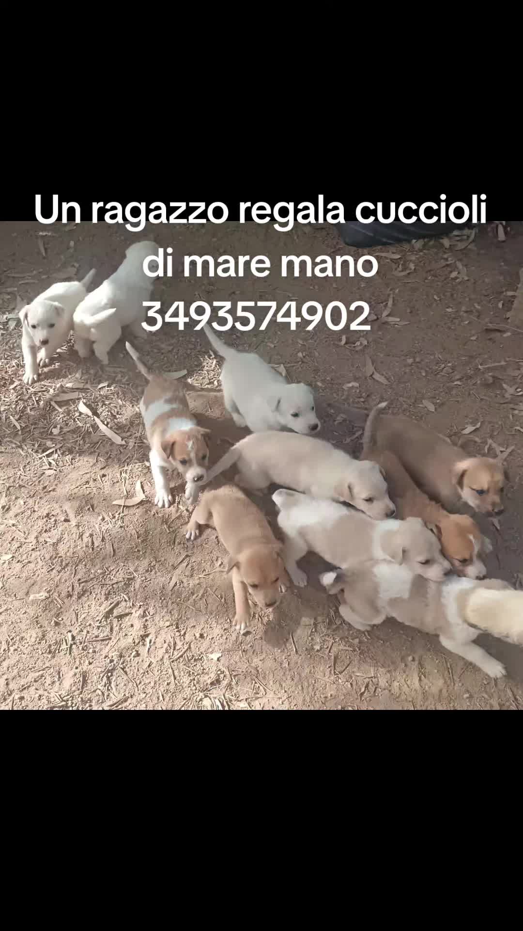 @GLI Sgomberi DI Monica paderi