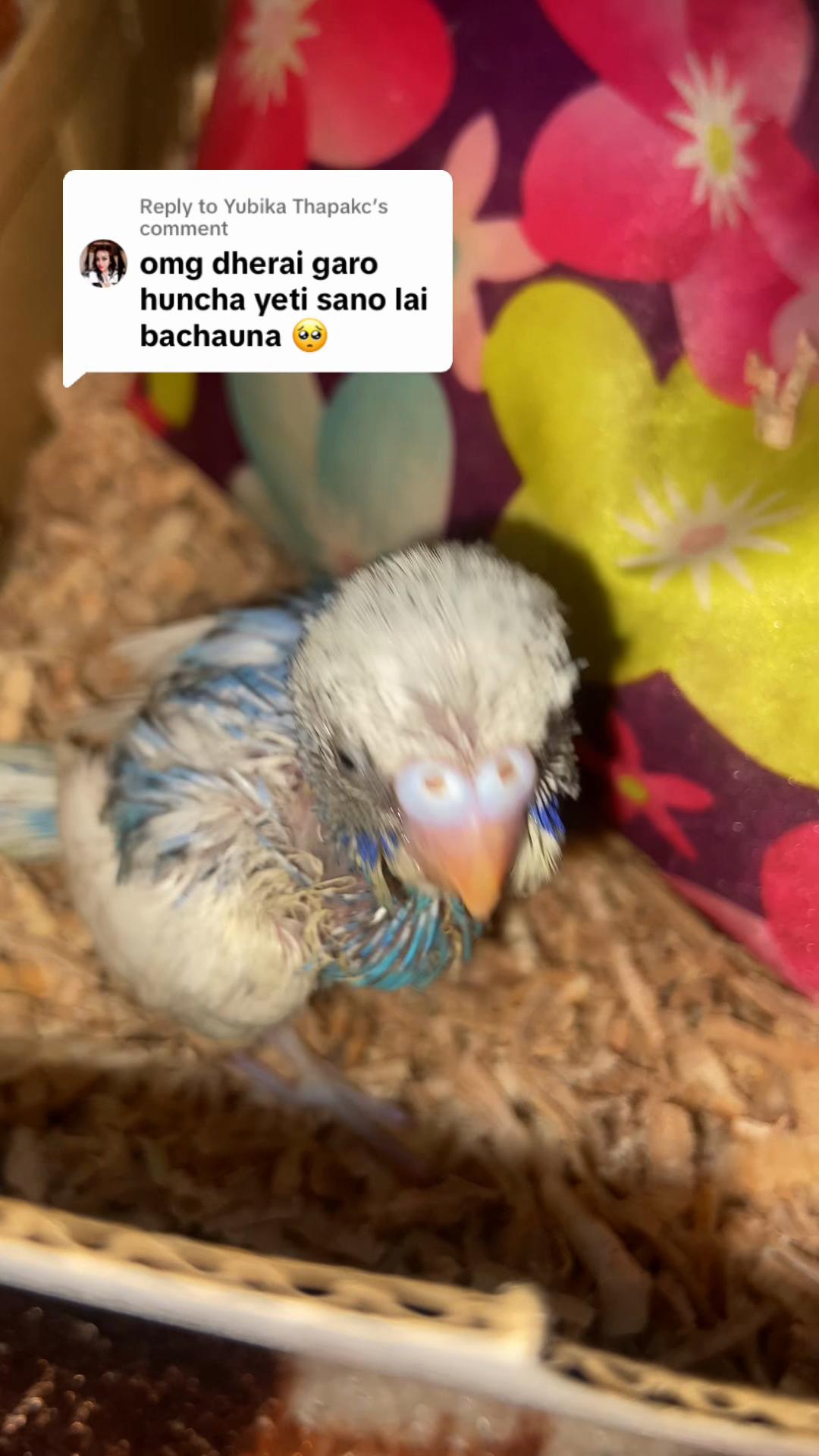 @Chatteringbeaks
