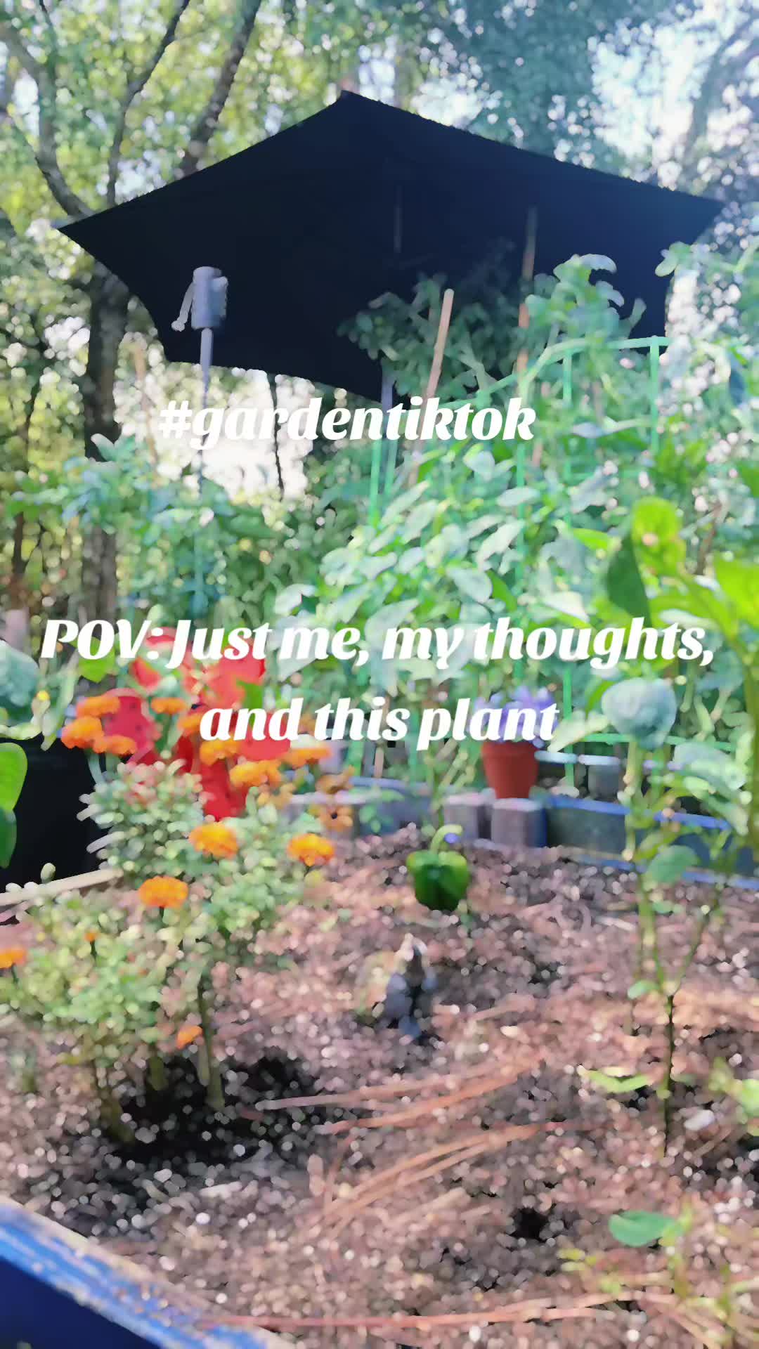 @Ronnie's garden🍅🫑🥬🥒🌻🌺