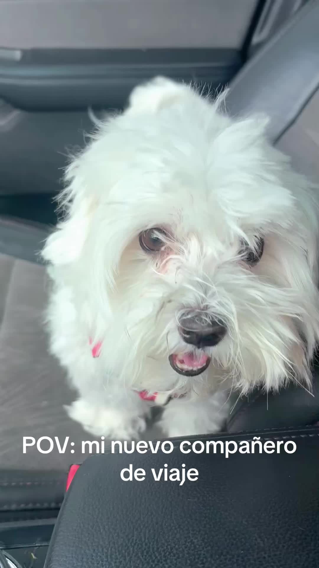 @los3huevertos