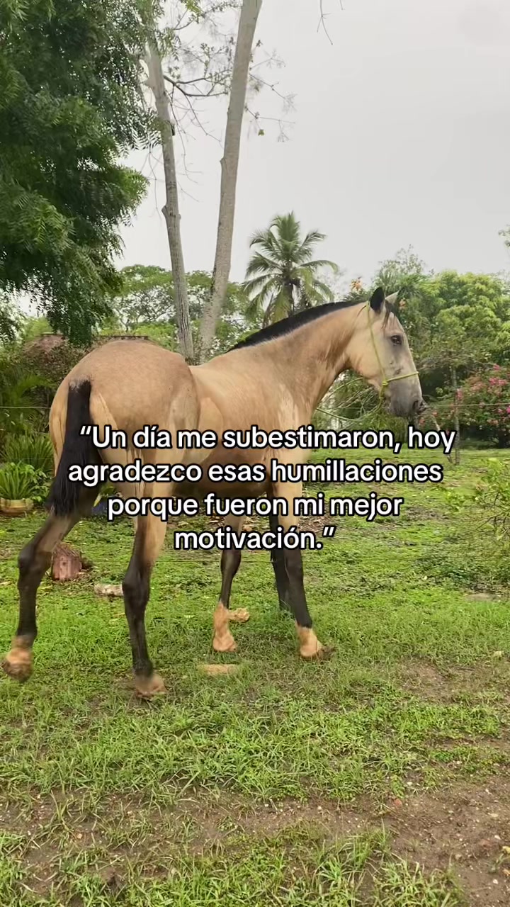 @jjulianbello