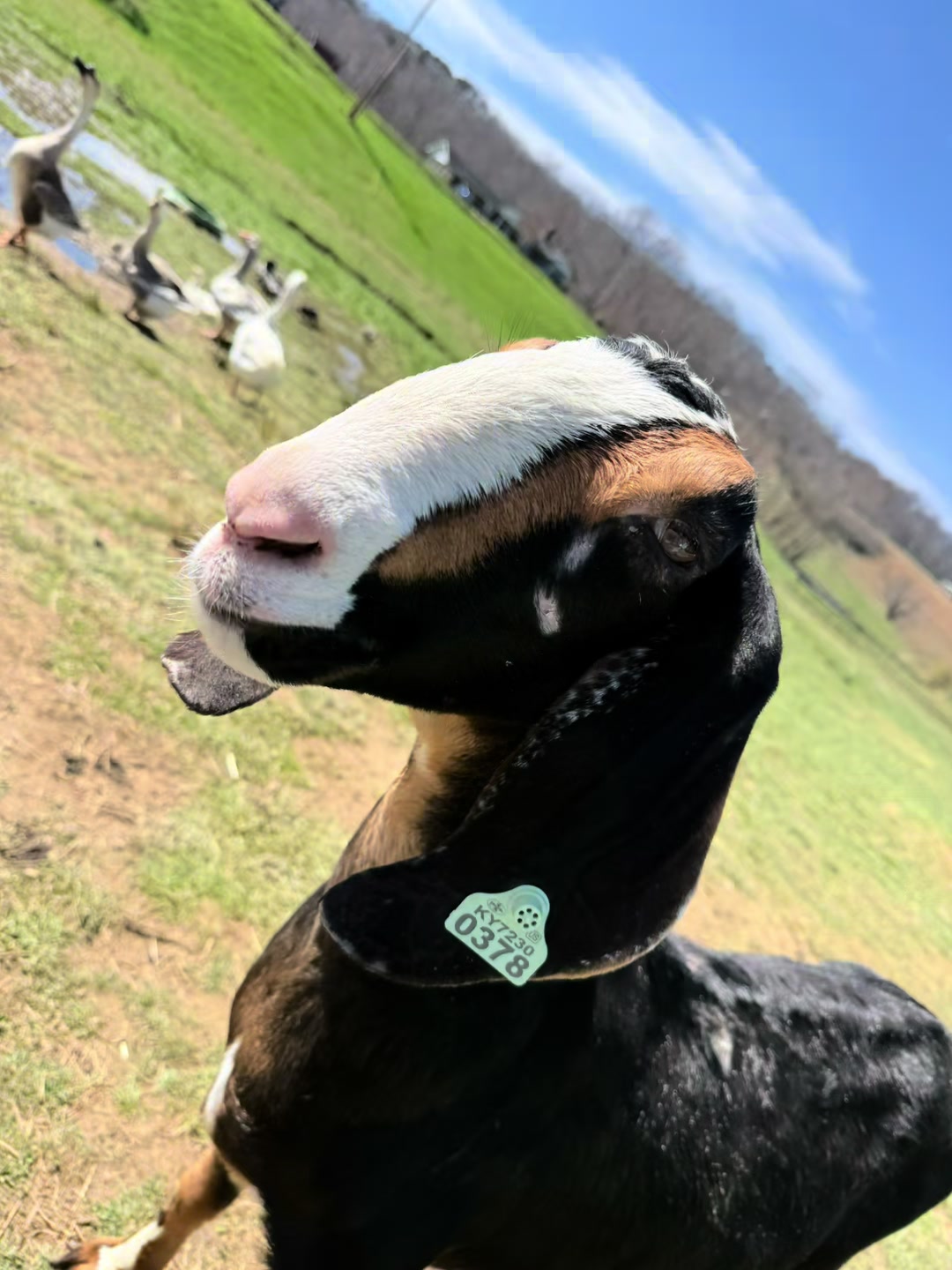 @LittleAcres2024