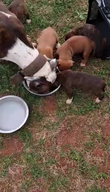 @MR I WORK DOGS