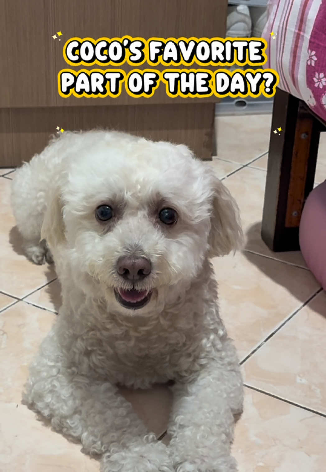 @Coco the poodle