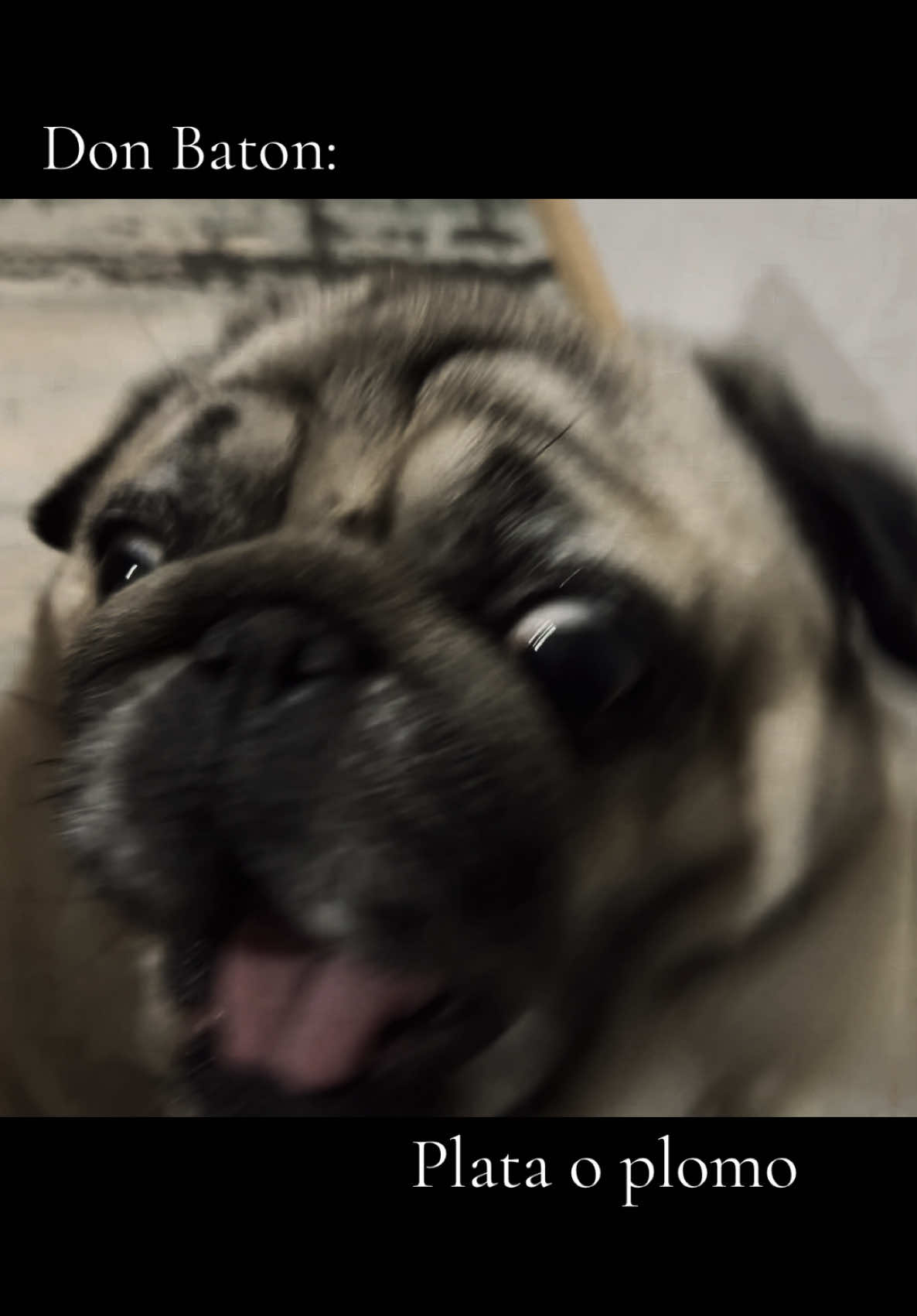 @Pug_bulka