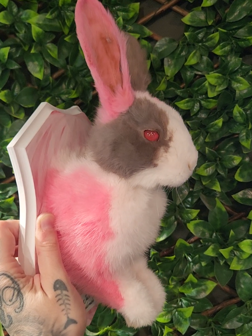@May Jackalope Taxidermy 🇨🇦