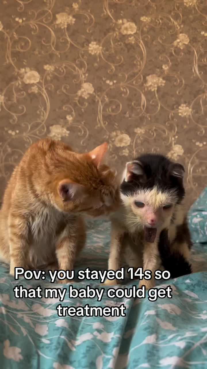 @wemakerescues